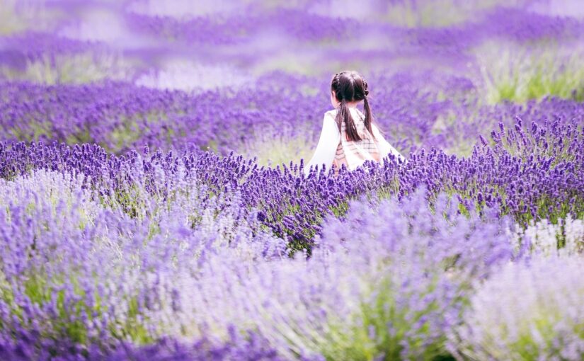 Lavender Dreams—When Provence Breathes Purple