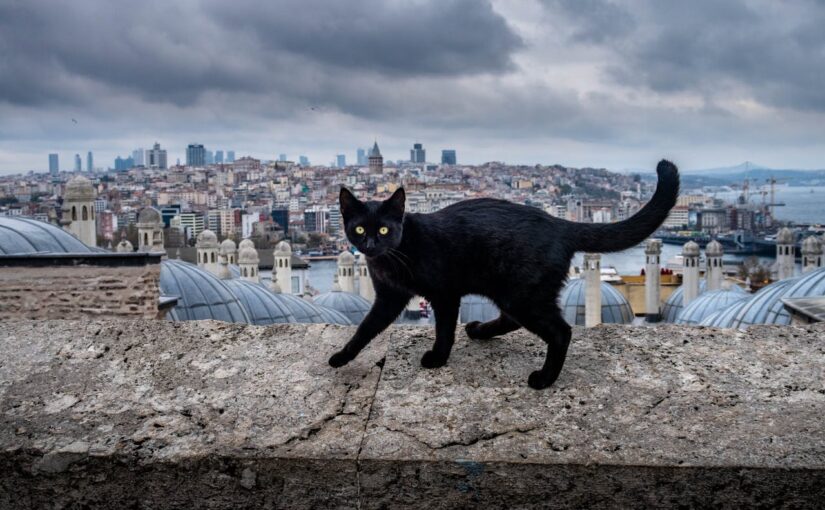 Istanbul’s Street Cats: Guardians of Tradition, Culture, and the City’s Enchanting Spirit