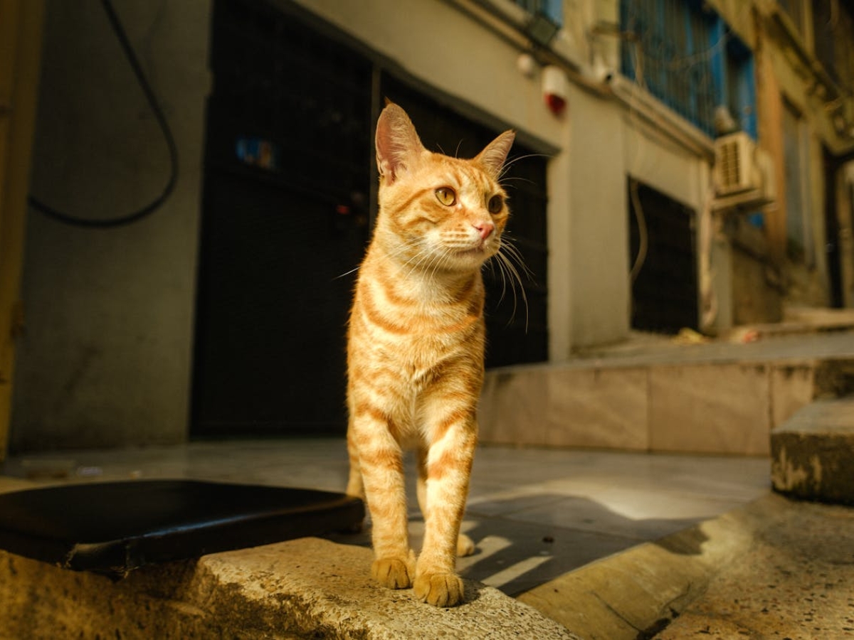 pexels-depthofraw-28636245