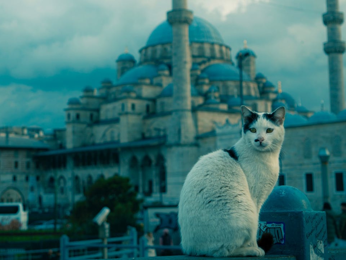 pexels-emrah-nas-782819361-31300178