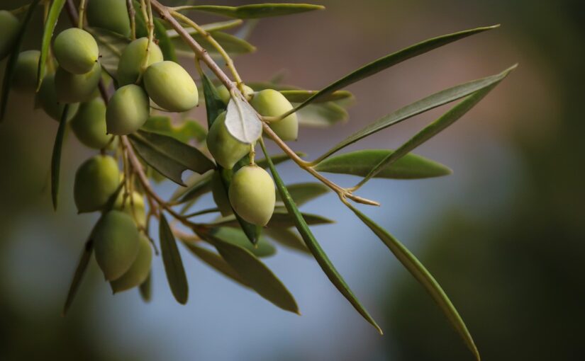 Olive Tree – Bring Your Holiday Dream into Your Garden