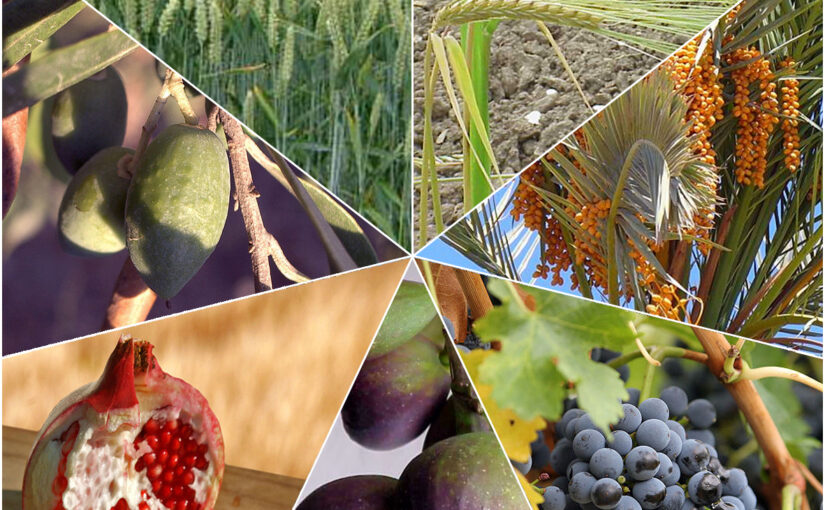 Savor the Sun: Timeless Mediterranean Foods from Biblical Roots to Vibrant Tables