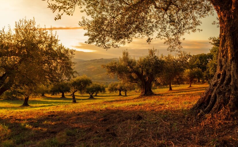 Discover Ancient Olive Groves: Tours, Tastings, and Harvests in Greece, Italy, Spain, and France