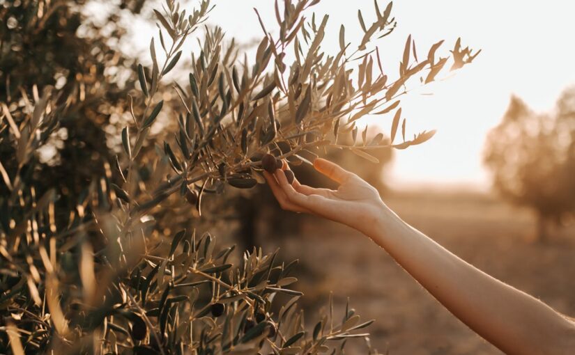 Golden Glow of the Mediterranean: Olive Oil’s Timeless Secrets for Radiant Skin